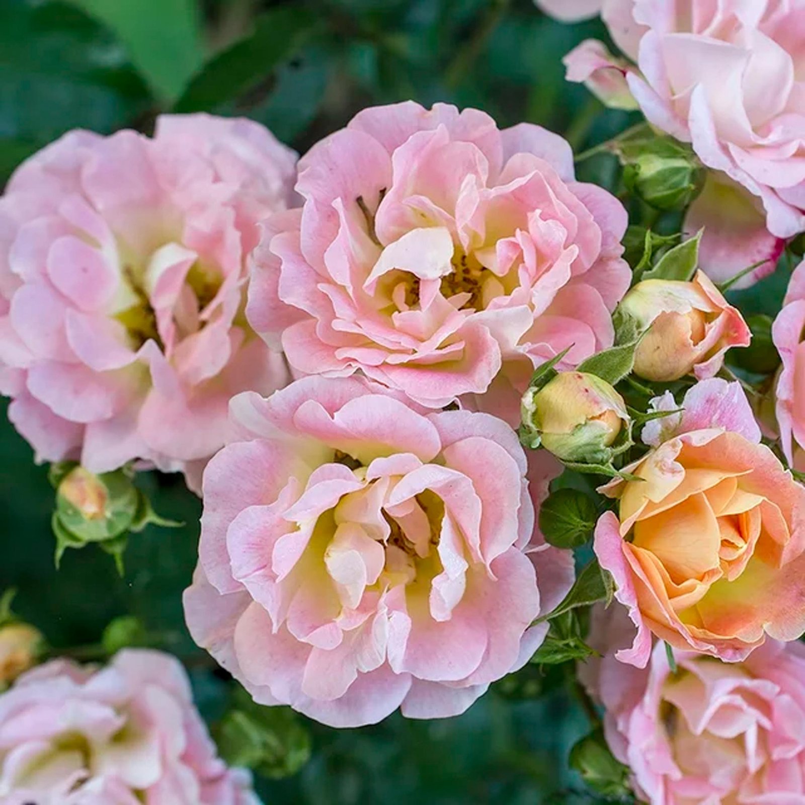 Drift Peach Rose Live Shrub (2 Gallon) - Imagem 2