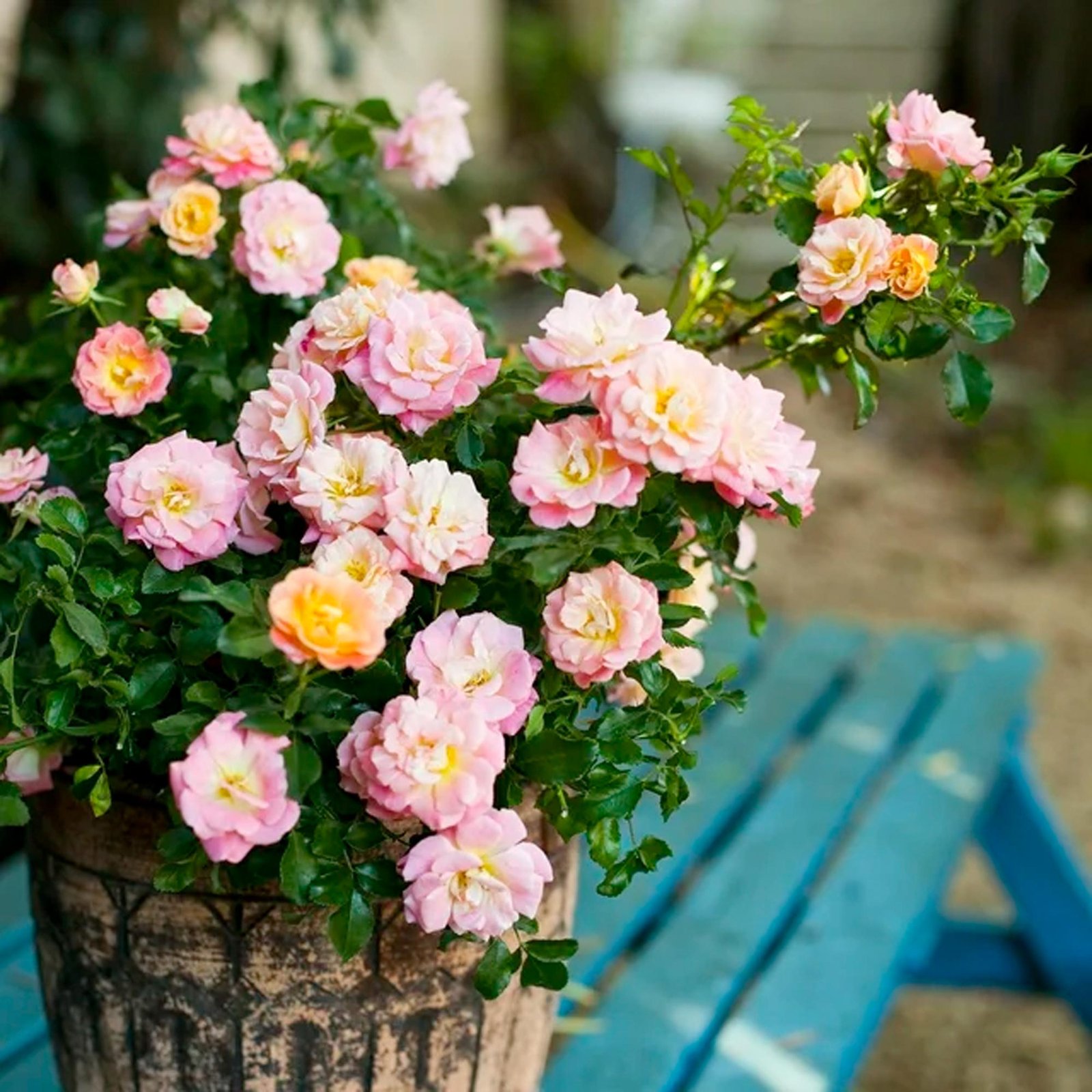 Drift Peach Rose Live Shrub (2 Gallon) - Imagem 3