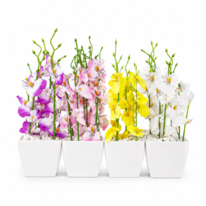 Vaso Orquídeas
